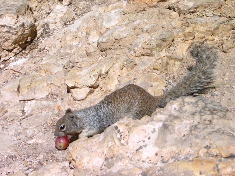 IMG_8137.JPG
大峽谷小動物