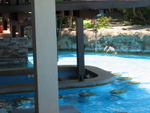 Pool Side Bar