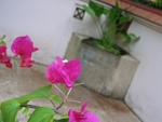 IMG_7036.JPG